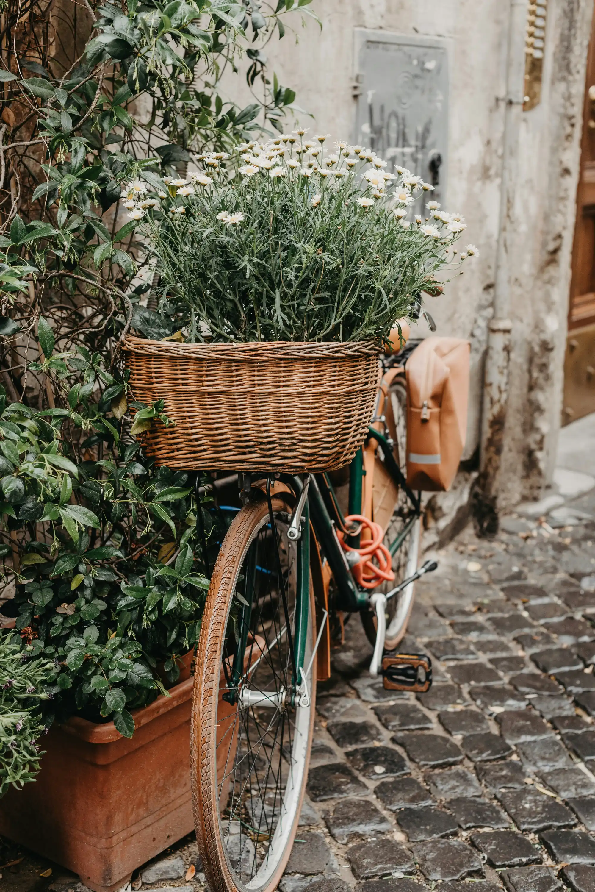 Старо зелено колело с кошница, пълна с бели маргаритки, паркирано до стара сграда и заобиколено от зелени растения. На кормилото е окачена оранжева чанта, а почвата е покрита с камениста мостовка.