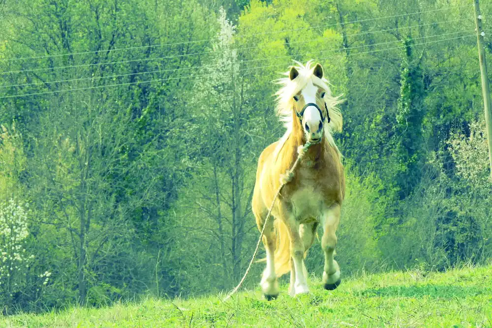 Паломино кон бяга навън през зелено поле със заобикаляща лесиста местност, пролетни цветове и цъфтежи, конят е с бяла грива и носи узда.