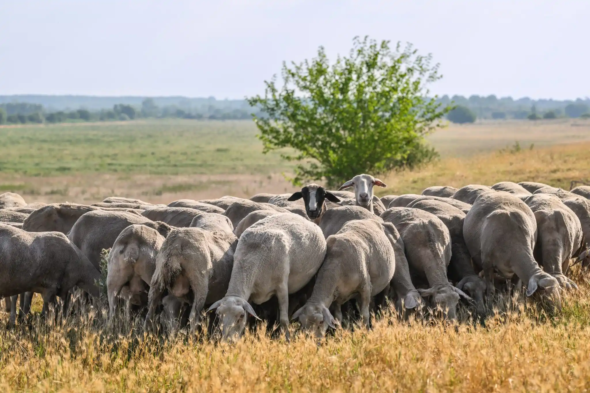 Стадо овце пасат на суха тревна равнина. Две овце изпъкват над останалите, като гледат към камерата - едната със светла козина, а другата с тъмна. В заден план се вижда широка равнина и единично дърво със зелени листа в дясната част на изображението.