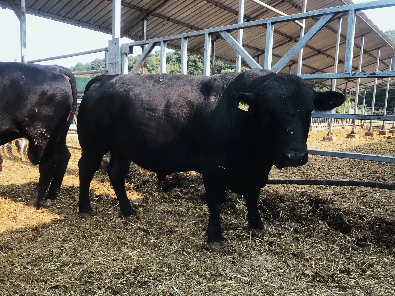 Черно говедо с жълта ушна марка стои в ограда на ферма, покрита със слама. Задната част на друго говедо е видима в ляво. Структурата на фермата е покрита и има метални огради, а в зад