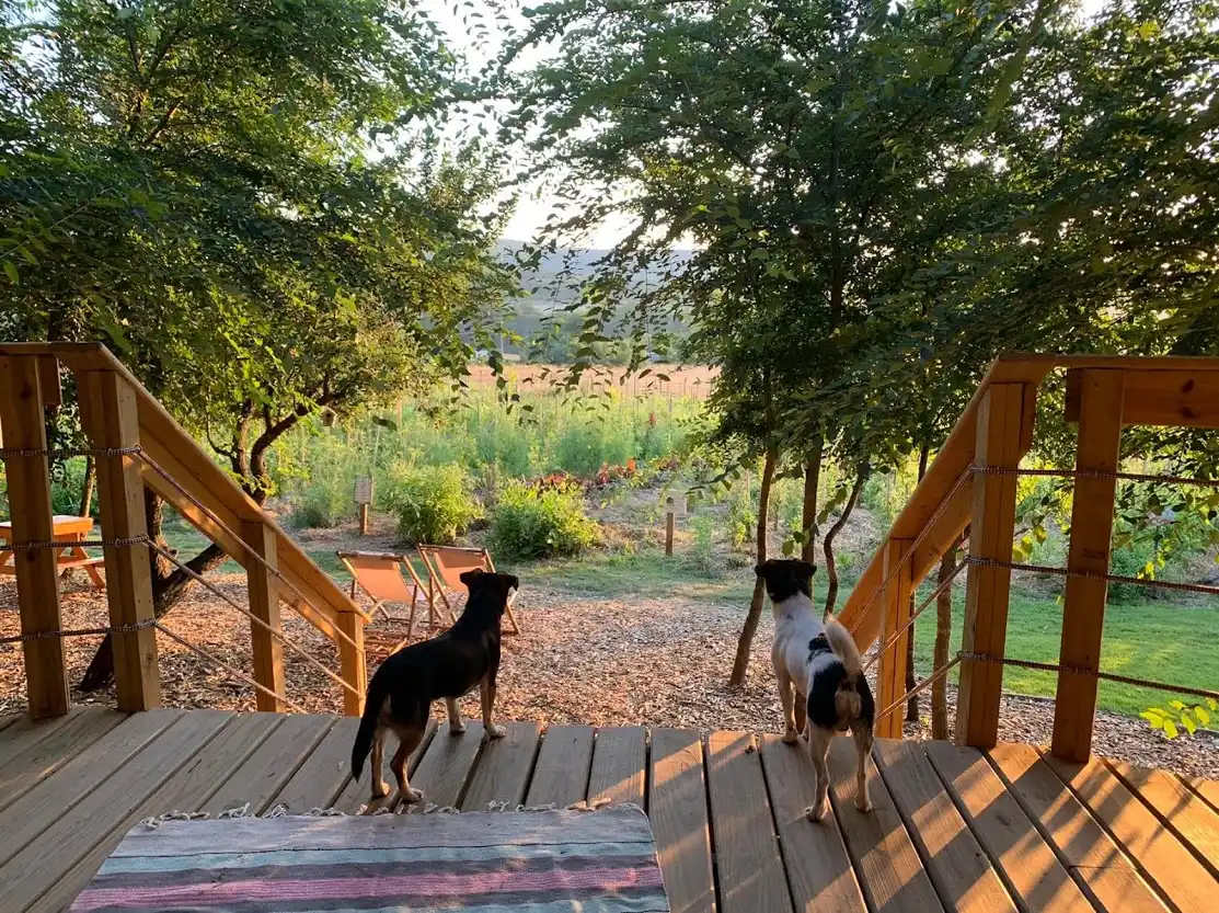 Две кучета гледат навън от дървена веранда, заобиколени от зелени дървета и малка градина. Верандата е обзаведена с пейки и стълбище води към природната зона. Слънцето нежно осветява пейзажа, създавайки спокойна и приятелска атмосфера.
