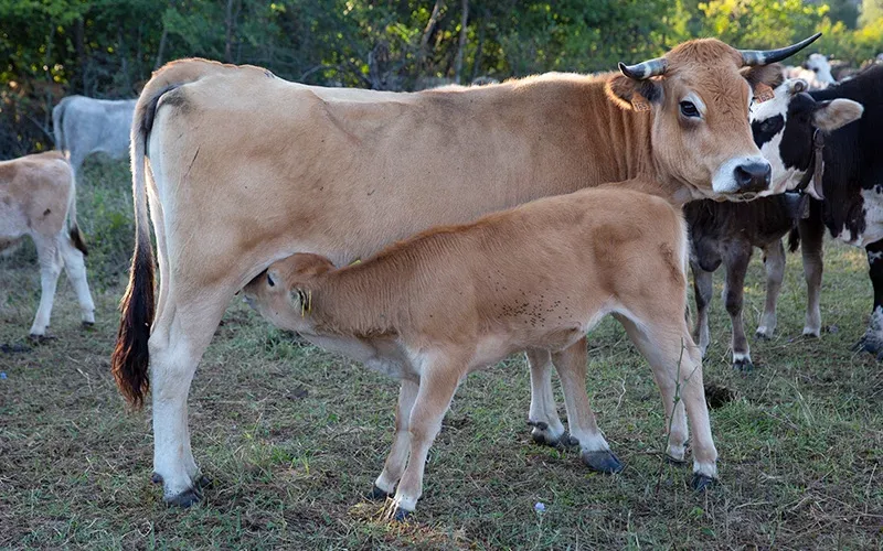 Теле суче мляко от майка си на поле с още няколко крави на фона. Майката е светлокафява с по-тъмни крайници и черна опашка, а телето е в подобен цвят но с по-светла окраска. Около тях има зелена трева и дървета, създаващи природна и спокойна атмосфера.