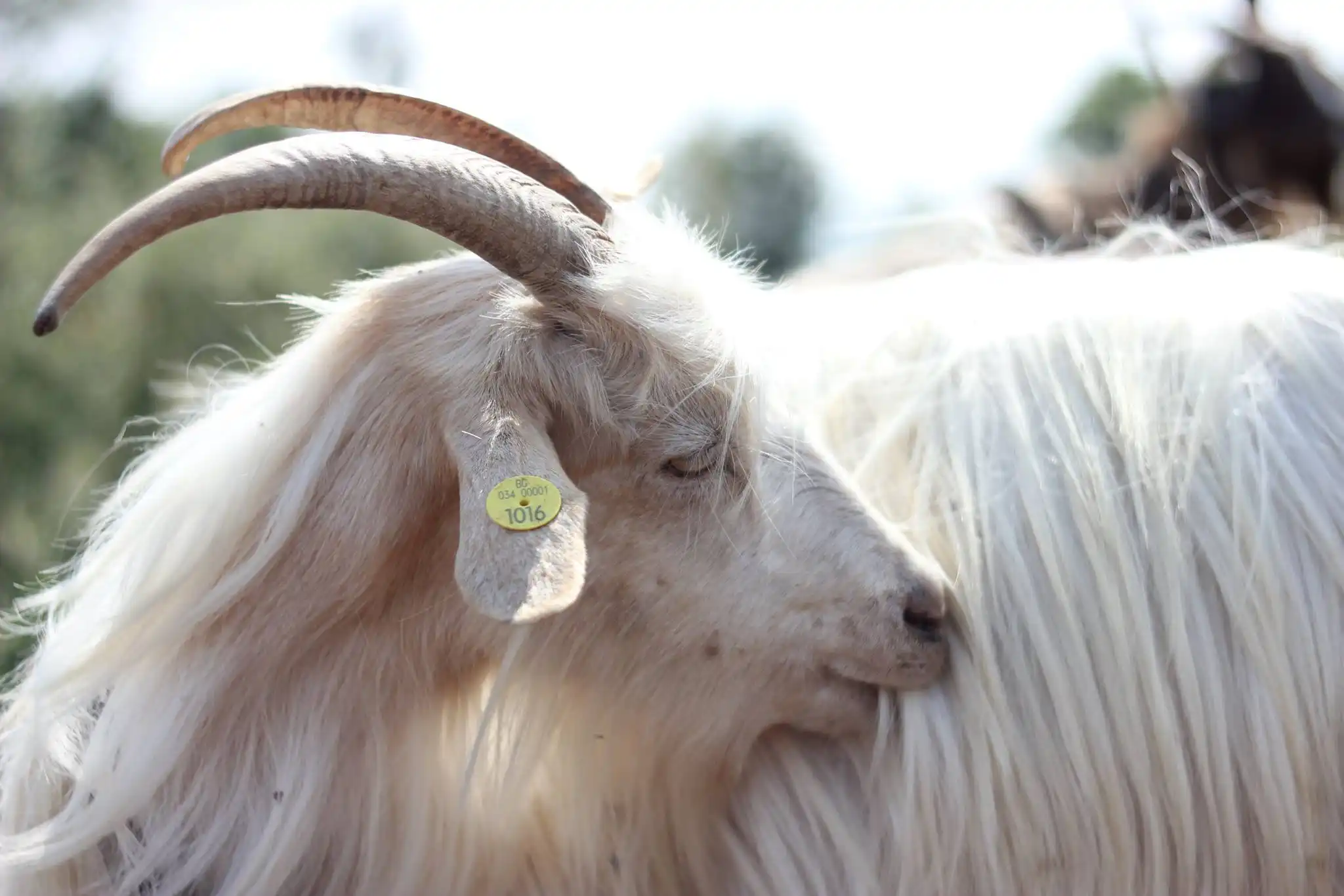 Коза с дълга бяла козина и извити рога, закриващи очите ѝ, върху ушите ѝ има жълта идентификационна марка с номер 1016. Фонът е размазан с видими силуети на други кози.