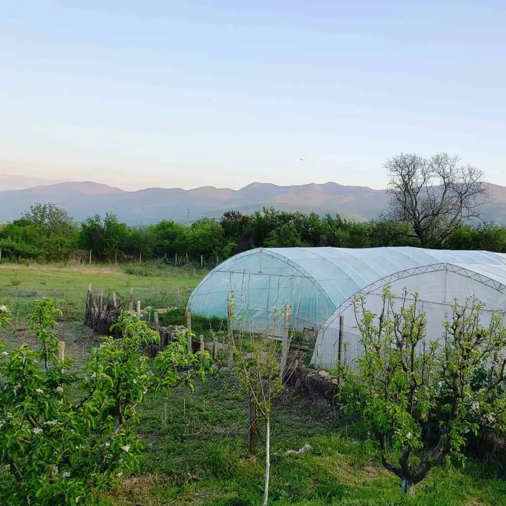 Изглед към зеленчукова градина с две пластмасови оранжерии в преден план. Оранжериите са полукръгли, покрити с прозрачно пластмасово фолио. В задния план се виждат хълмове и
