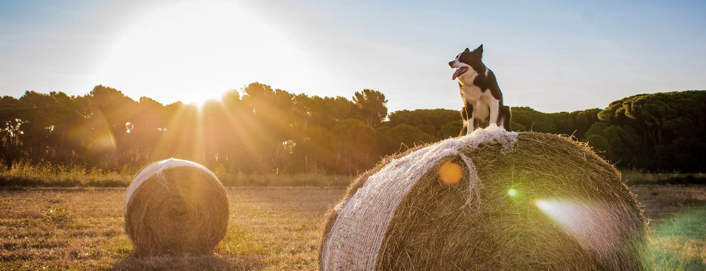 Изображение на кучирано куче от породата Бордър коли, което стои върху огромен бал слама срещу фона на залязващо слънце и дървета в поле. Лъчите на слънцето създават заслепителен е