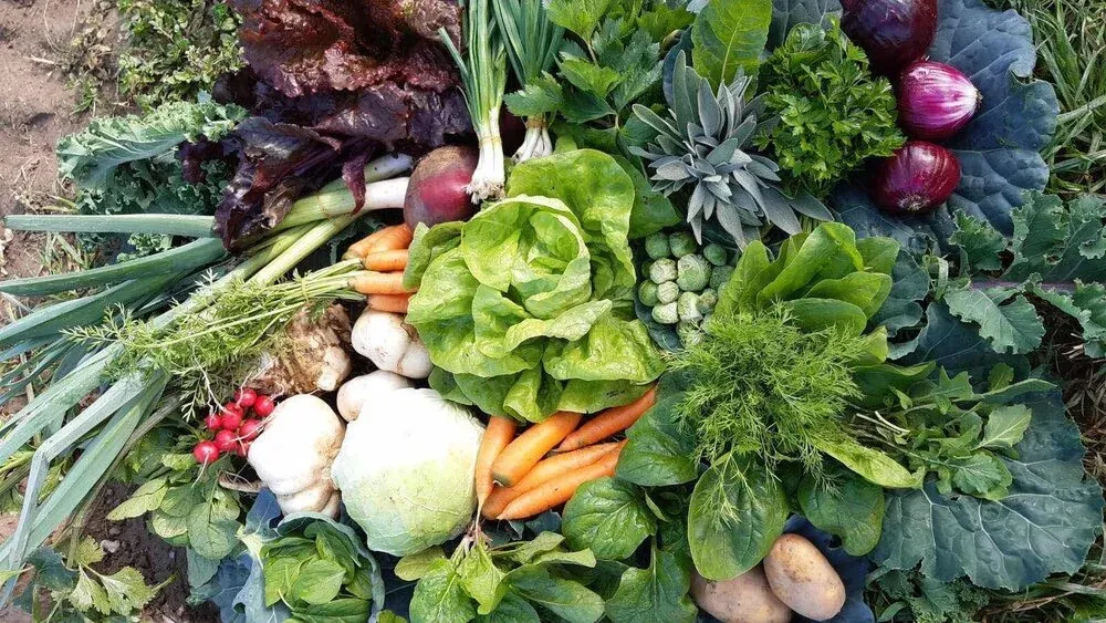 Разнообразие от пресни зеленчуци, разположени на земята. Включва зелен лук, червено цвекло, моркови, броколи, червен лук, картофи, спанак, маруля и няколко вида зеле, разпределени цветово и видово по цялата градина.
