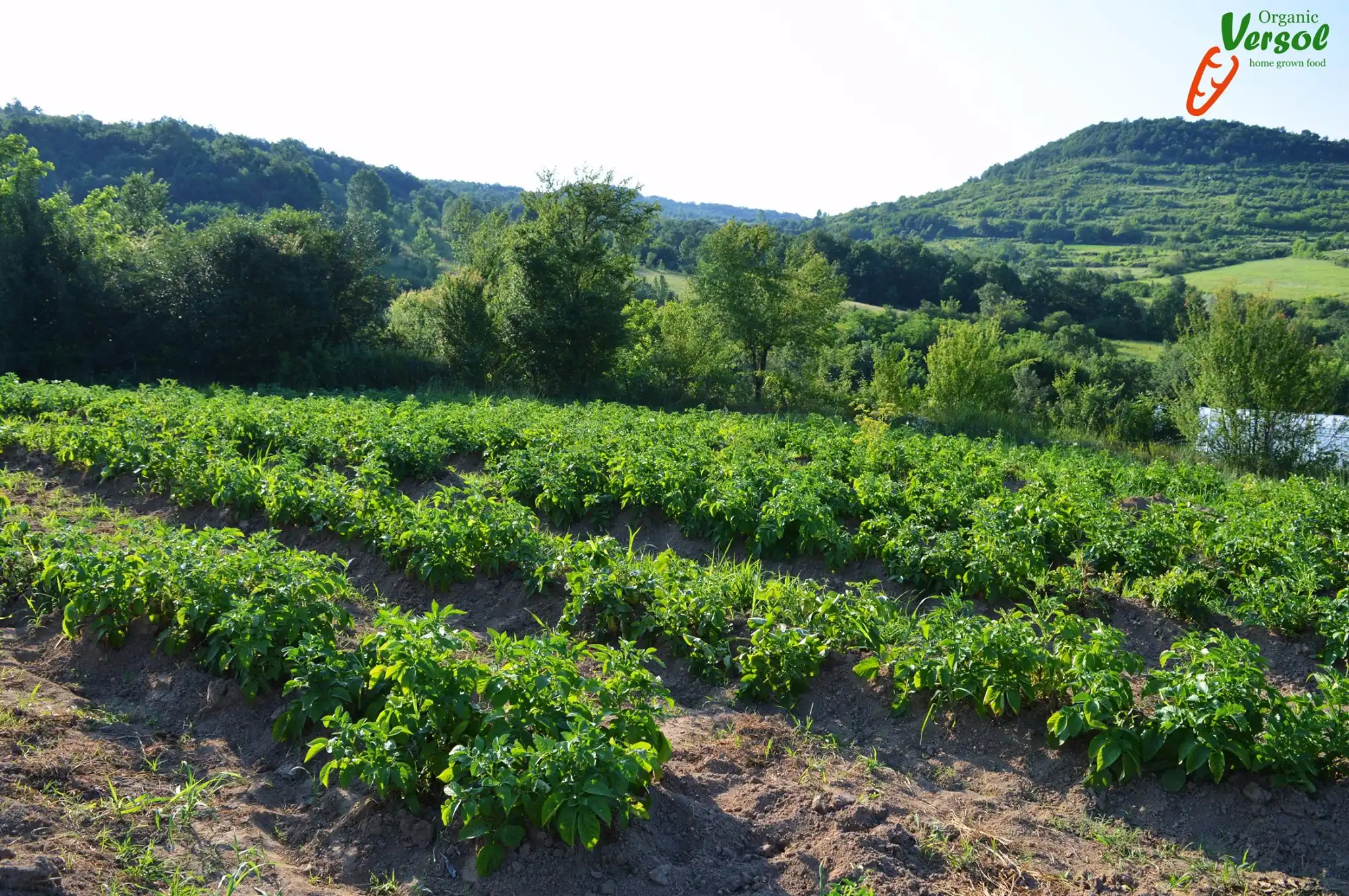 Пейзаж на слънчев земеделски ниви с напредващи редове зелени растения, вероятно картофени настъргани, на фона на лесисти хълмове. В горния десен ъгъл на изображението е лого на "Organic Versoé". Изглед